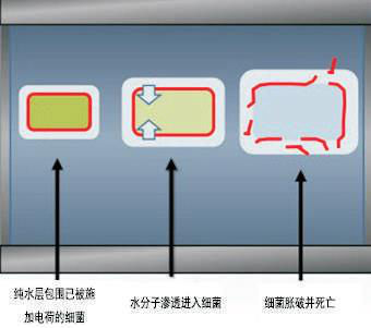 细胞“爆破”全过程